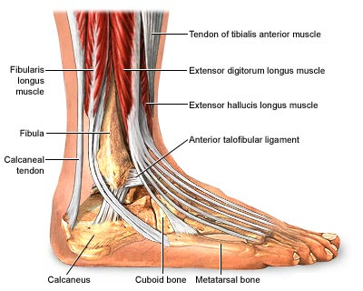 foot&ankle