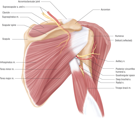 shoulders